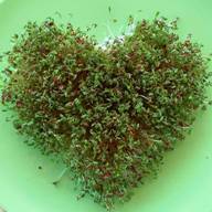 Watercress Hydroponic Seed Mats