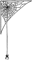 Spider Web